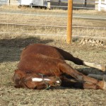 IMG_0166 IMG_0166