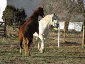Geronimo & Cochise