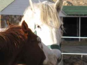 Geronimo & Cochise