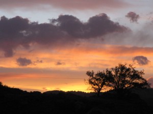 Sunset Tree
