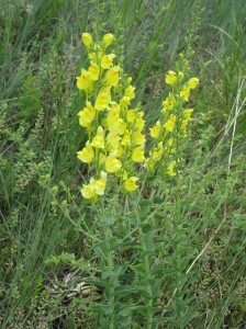spring flower