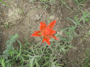 Red Flower