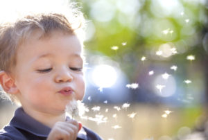 beautiful blond kid blows a dandelion outdoors mindfully